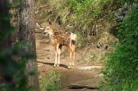 28-oh_shit,a_fawn-I'm_stuck_in_the_middle