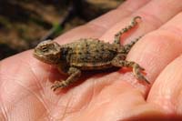 08-holding_a_young_horned_lizard