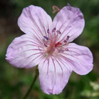 13-Sticky_Purple_Geranium-Geranium_Viscosissimum