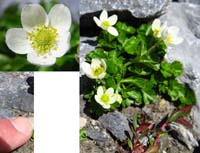 082-wild_flowers-life_finds_a_way_in_a_hard_environment