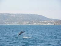 08-dolphin_jumping_out_of_the_water