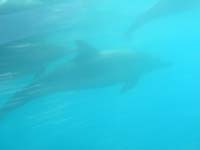 10-boat_has_two_underwater_pods_to_view_dolphins_swimming